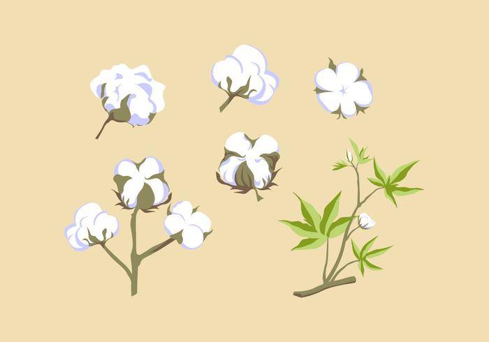 免费棉花植物矢量