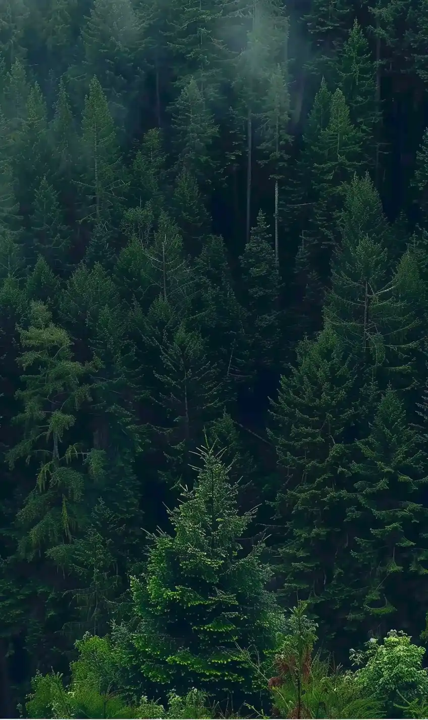 Forest Aerial View – Realistic Midjourney提示词