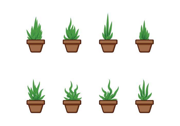 种植的丝兰矢量