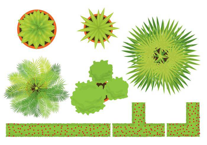 植物载体