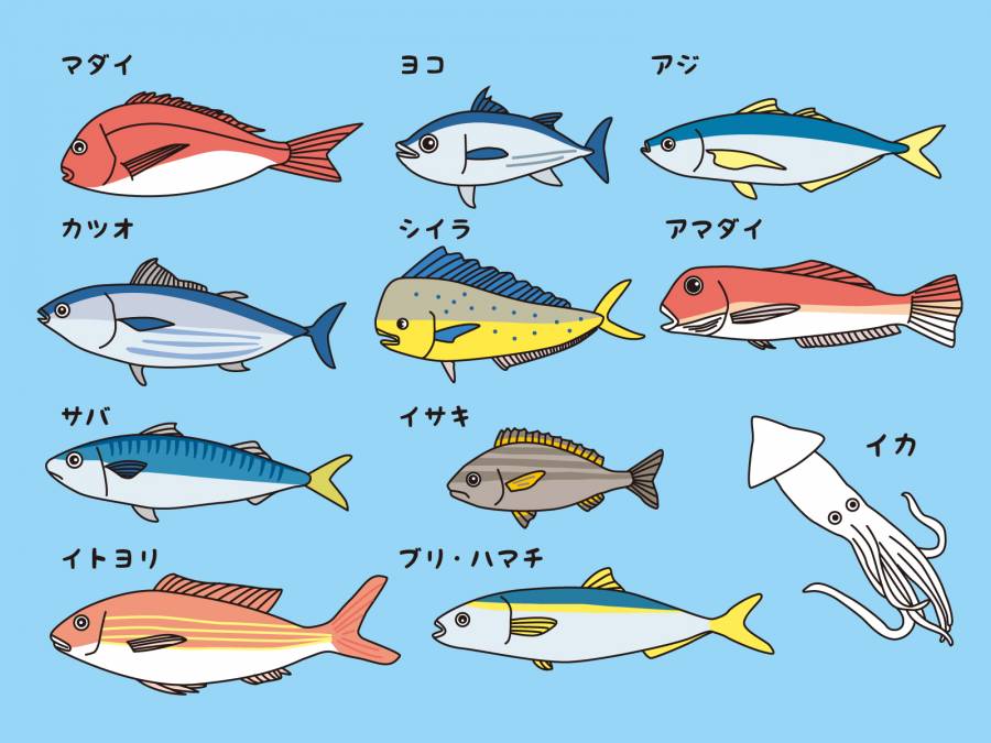 鱼的插图