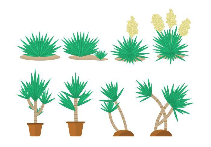 免费丝兰植物收藏