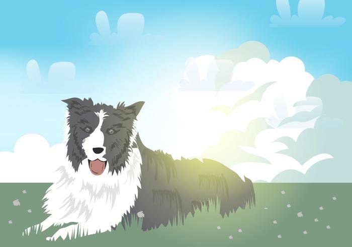 边境牧羊犬狗