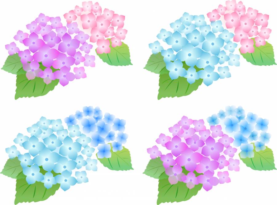 绣球花3