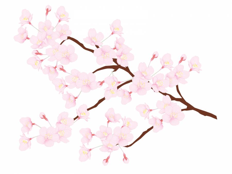 樱桃树