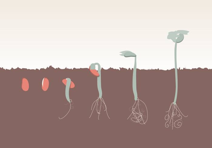 植物生长进化免费矢量