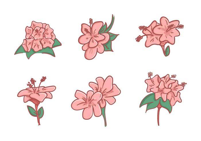 免费美丽的杜鹃花花卉载体