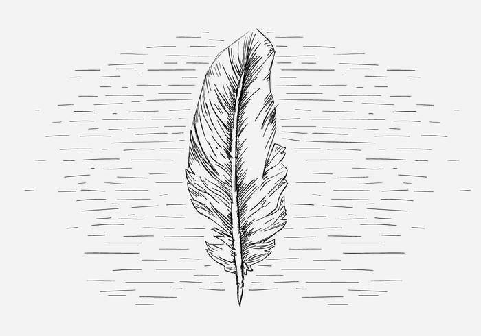 免费矢量羽毛插画