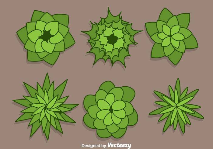 植物顶视图向量