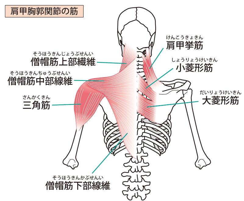 肩胛 - 胸部关节肌肉