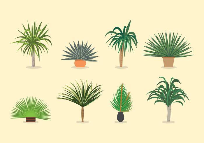 丝兰植物载体