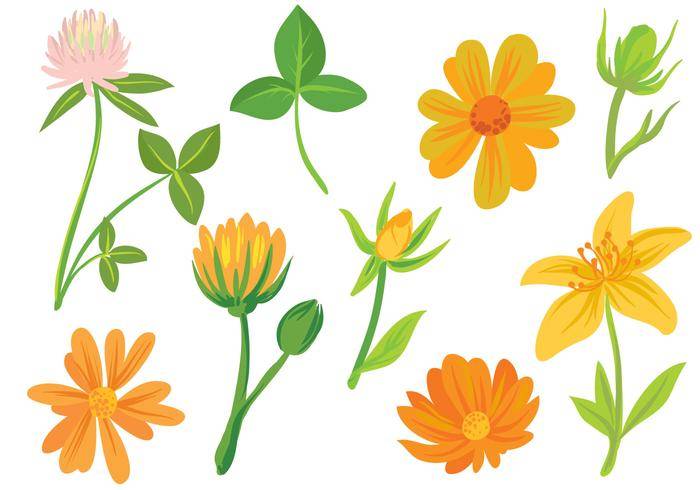 免费鲜花载体