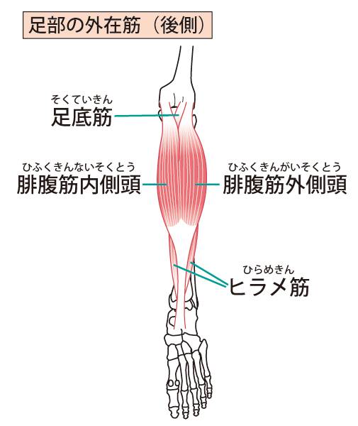 足部の外在筋（后侧）
