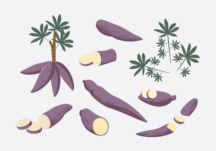 木薯矢量