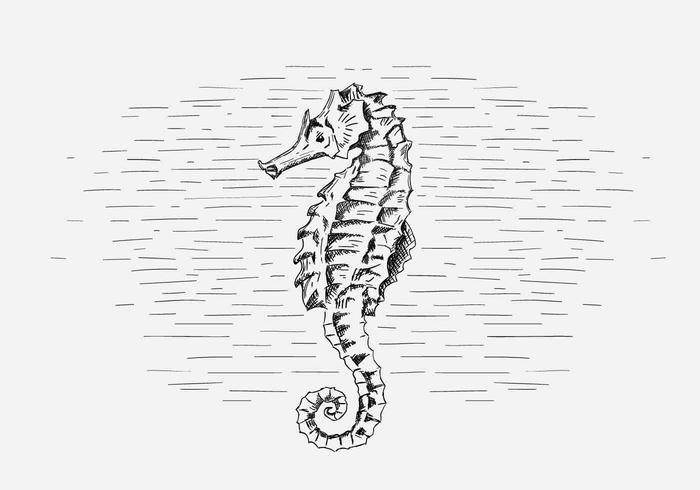 免费矢量海马插图