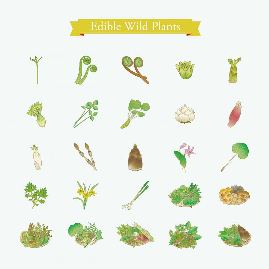 野生植物