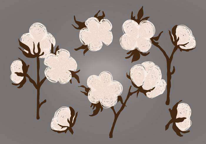 矢量棉花植物插图