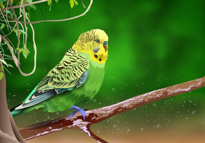 在分支传染媒介的美丽的Budgie