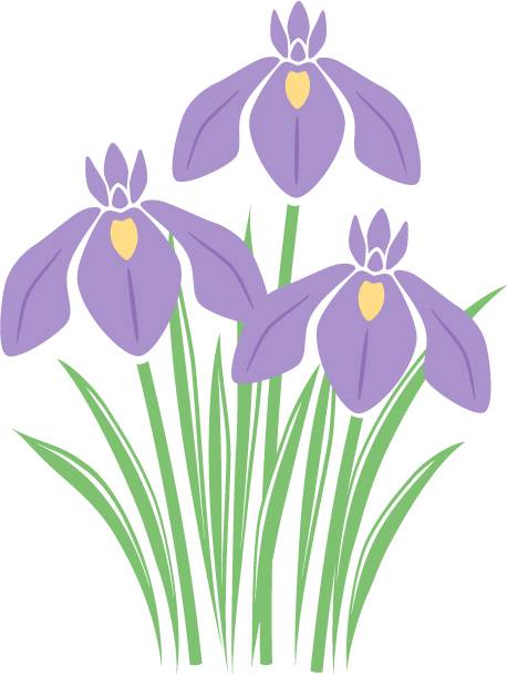菖蒲2_3本