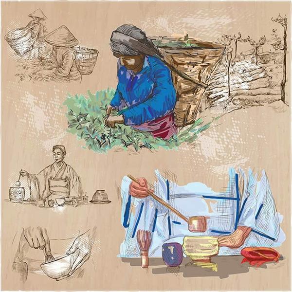 茶叶加工插画