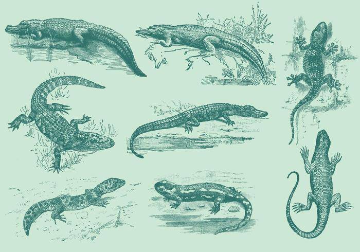 蜥蜴和鳄鱼