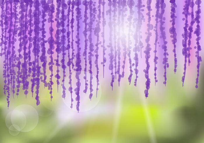 紫藤花背景