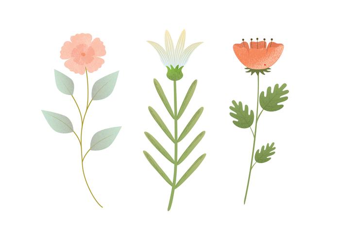 矢量花卉插画