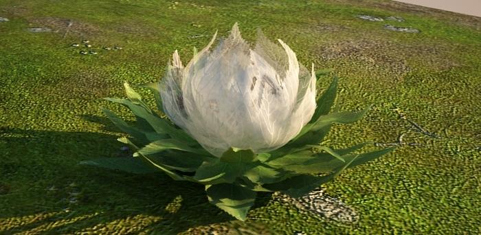 雪莲花max