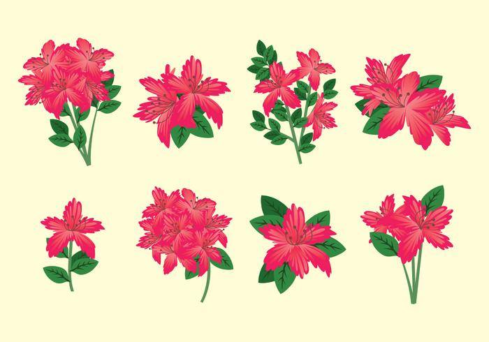 杜鹃花矢量