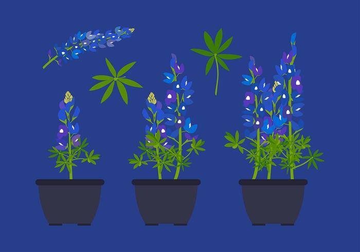 矢车菊花卉植物免费矢量