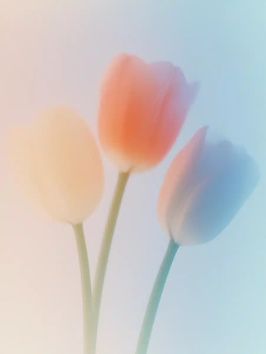 Minimalist Tulips in Vector Midjourney提示词