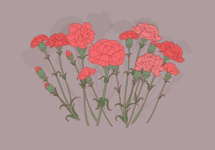 康乃馨鲜花矢量