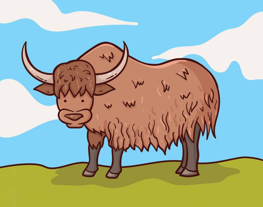 野牦牛插画图片
