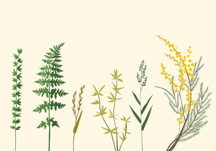 植物的插图