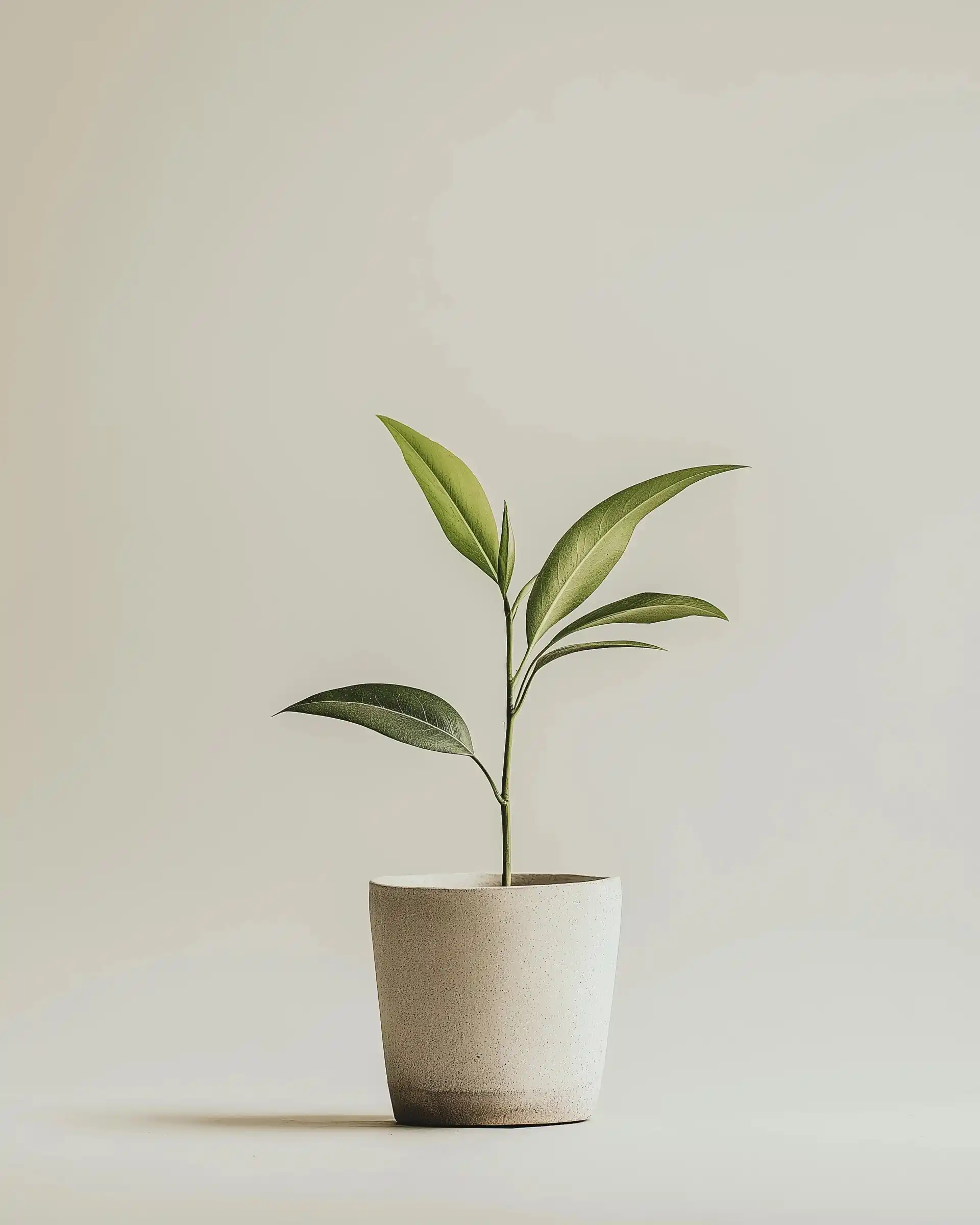 Minimalist Flower Pot Design Midjourney提示词