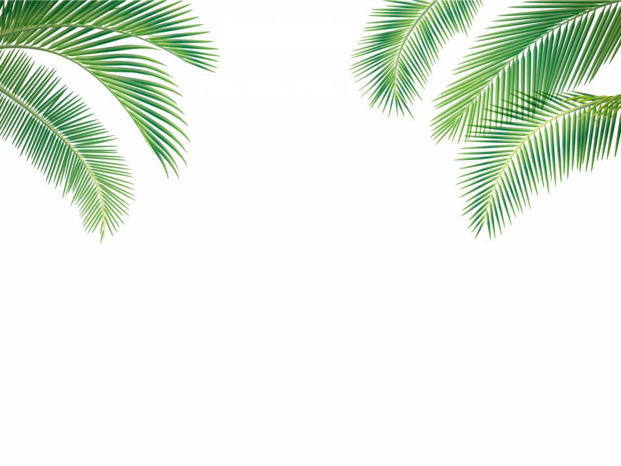 Palm 02