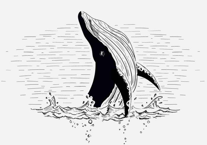 免费矢量鲸鱼的插图