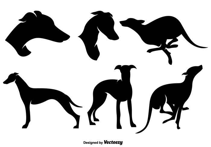 Whippet狗剪影的程式化的剪影
