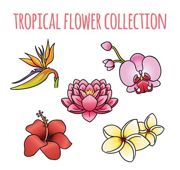 卡通热带花卉