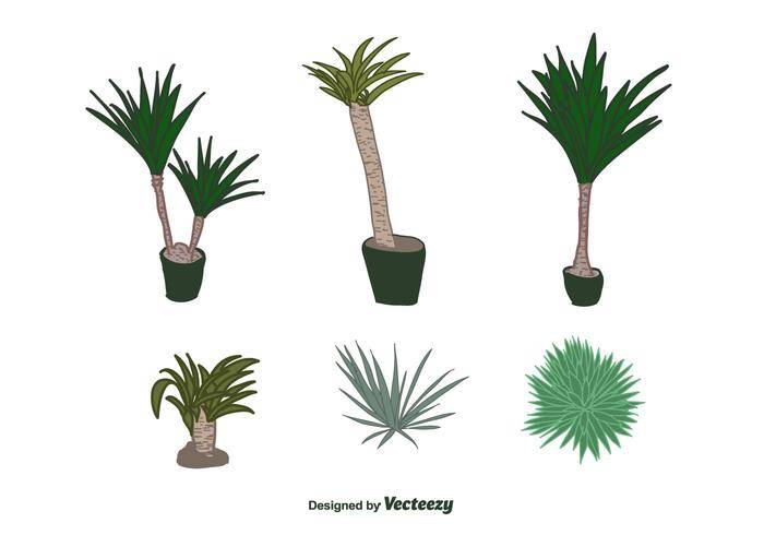 丝兰植物矢量