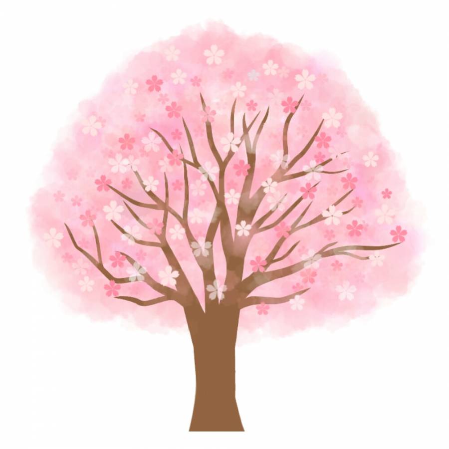 樱桃树（盛开）