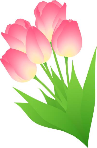 郁金香_花束