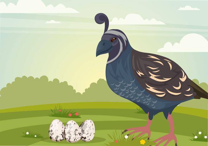 与蛋传染媒介的妈妈鹌鹑鸟