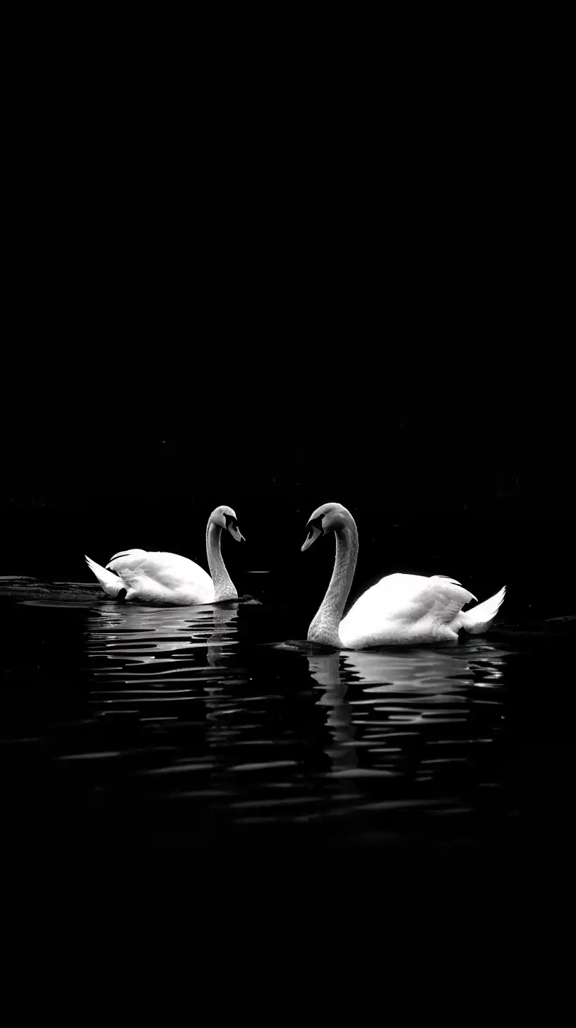 Chiaroscuro Swans Crossing Water Midjourney提示词