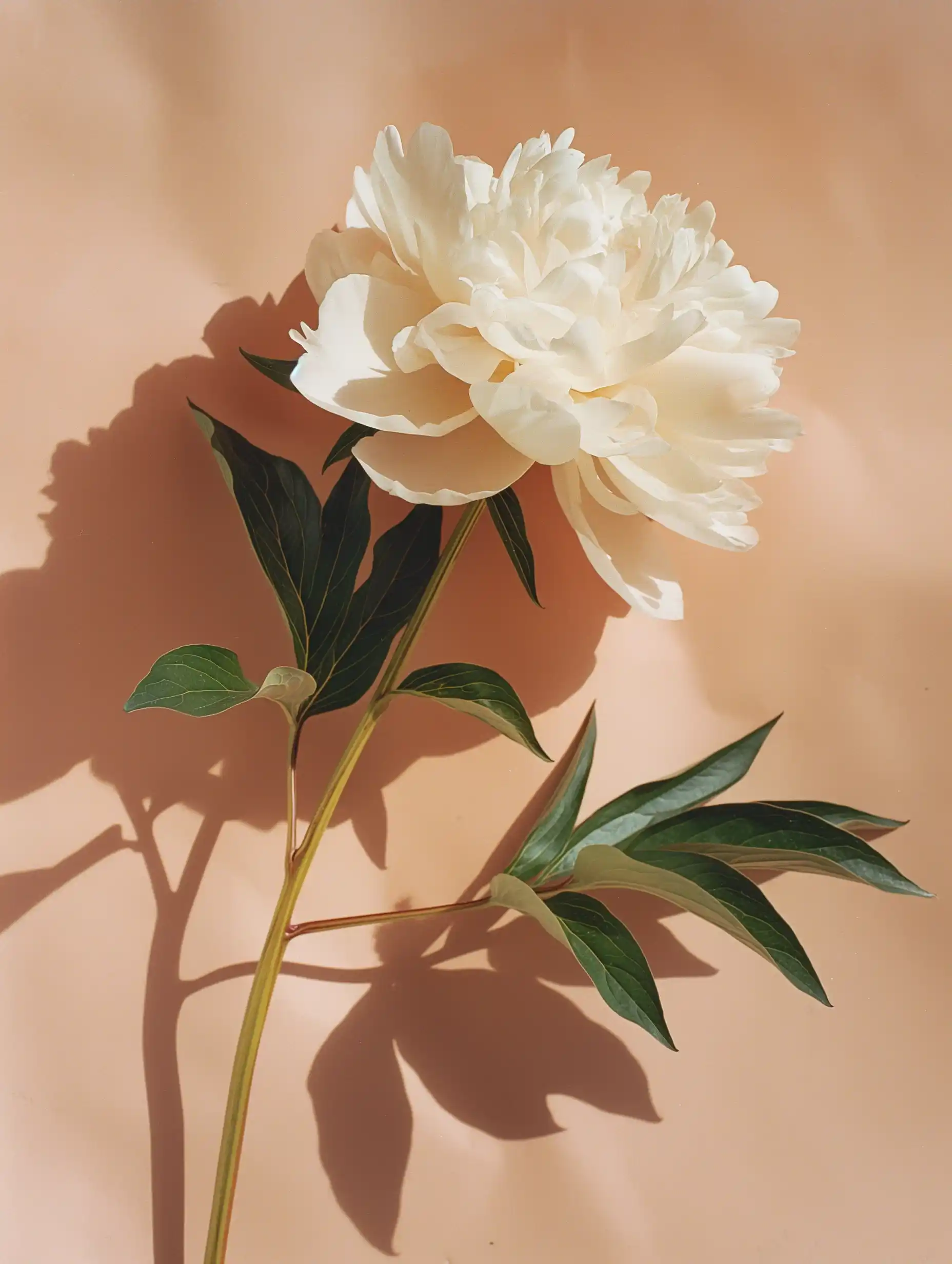 Flatlay Peony on Sandstone Midjourney提示词