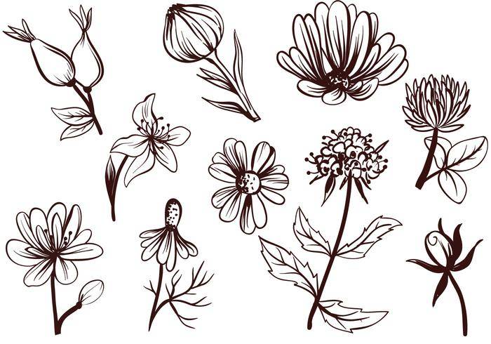 免费茶花矢量