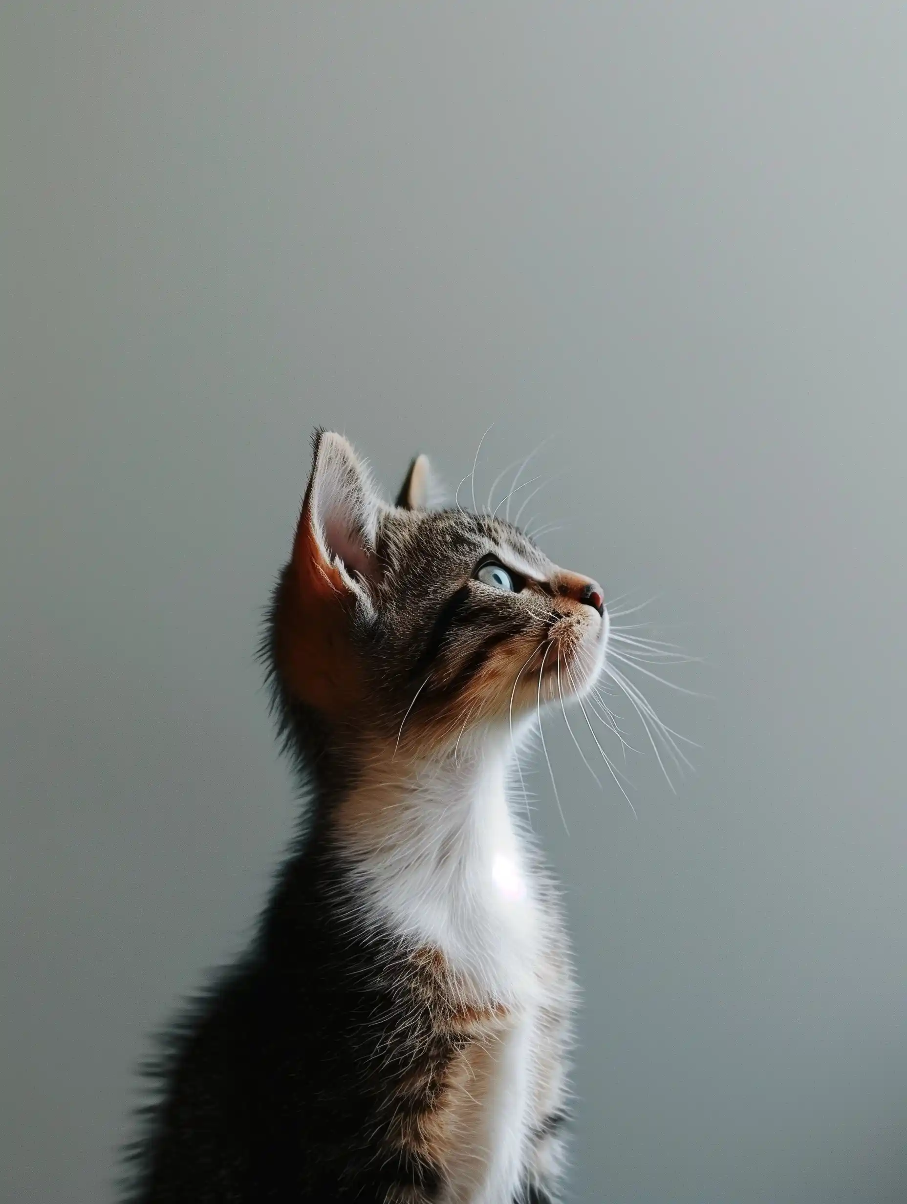 Minimalist White Cat Midjourney提示词