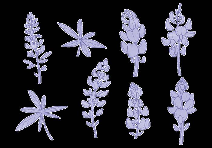 矢车菊花矢量