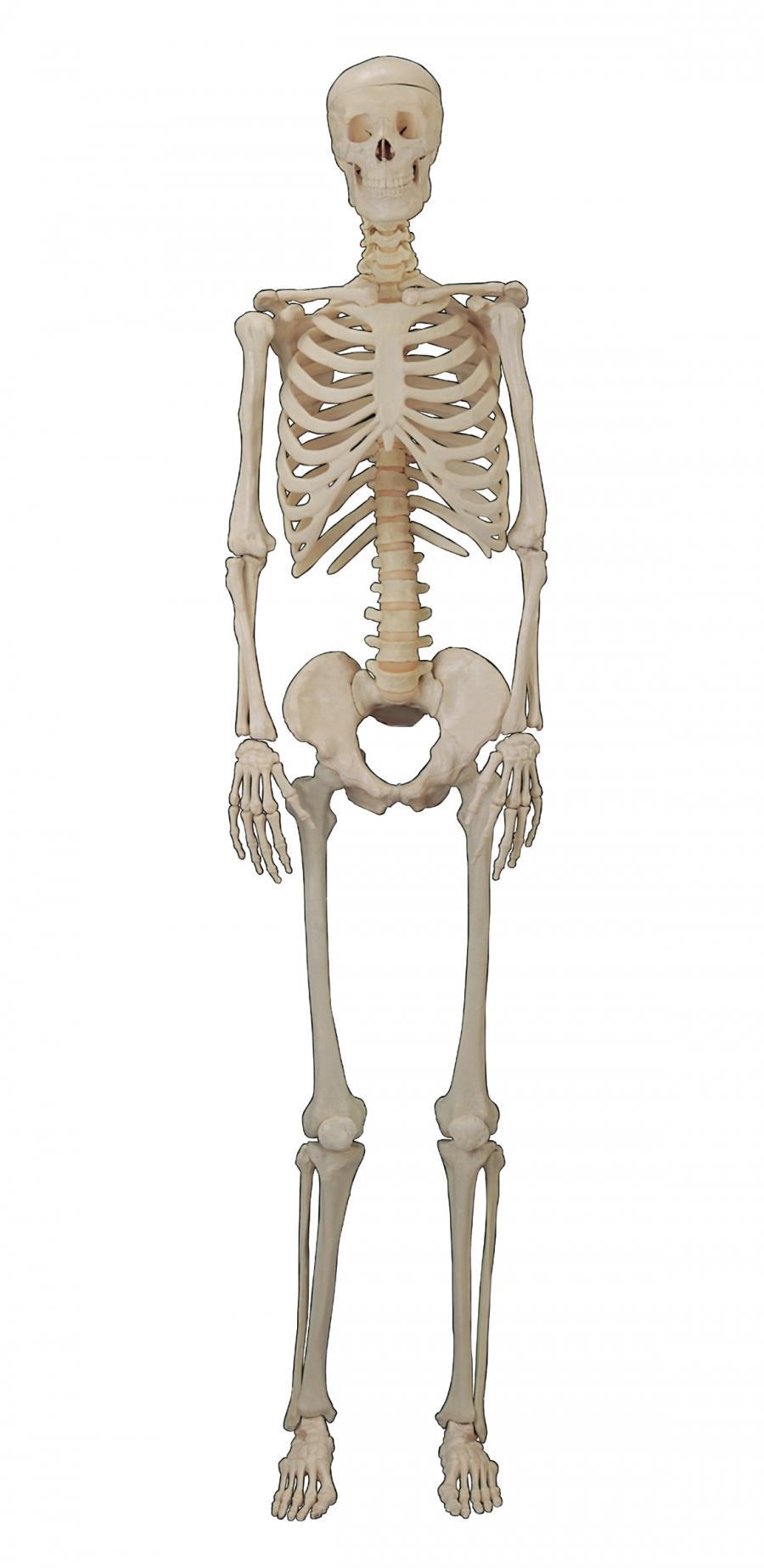 骨骼骷髅psd文件