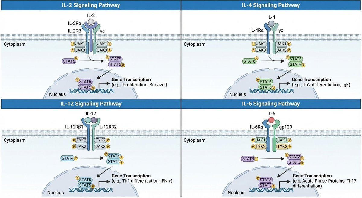 Interleukin (IL-2, IL-4, IL-6, IL-12) Signaling Pathways Nano Banana提示词